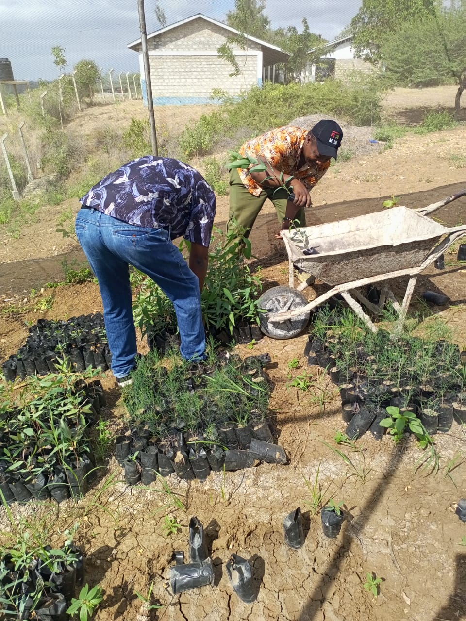 Mtopanga primary school collected 200 seedlings
